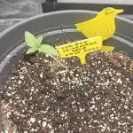 Purple Lemonade Auto
