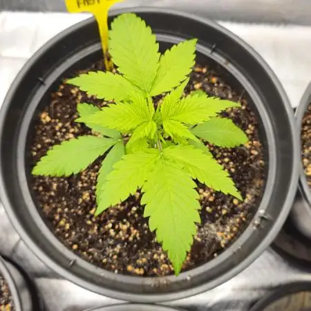 Apricot Auto