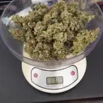 Apricot Auto