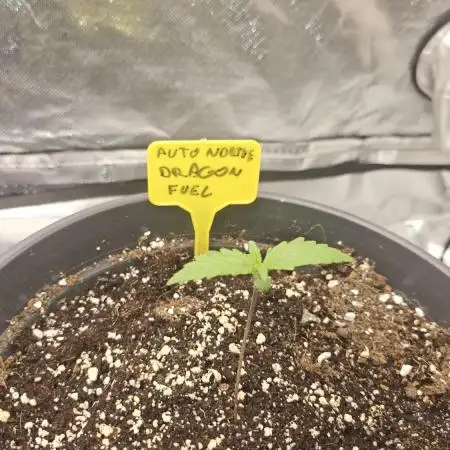 Auto northern dragon fuel