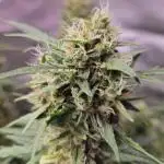Royal Kush Automatic