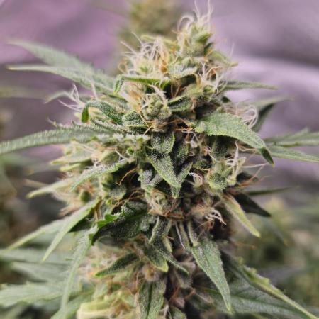 Royal Kush Automatic
