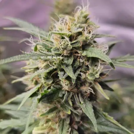 Royal Kush Automatic
