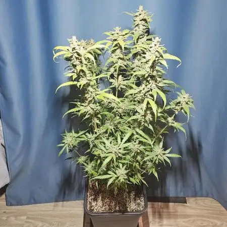 Apricot Auto