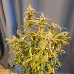 Auto Trichome & Cream