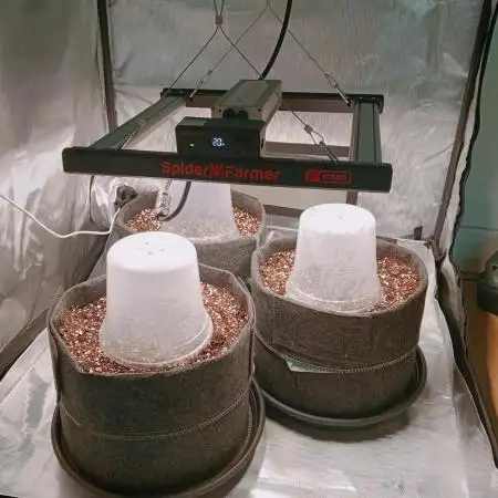 RQS x Mike Tyson 2.0 - Corkscrew (2nd grow!)