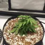 Northern Lights Auto - First Autopot Try