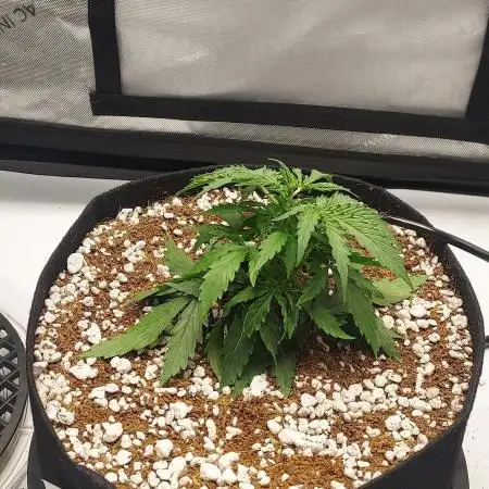 Northern Lights Auto - First Autopot Try