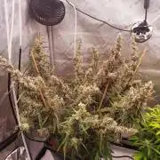 Critical Mass CBD Auto