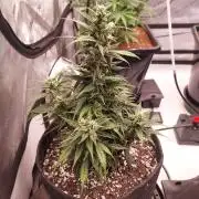 Strawberry Gorilla Auto - 3 Gallon Soil