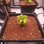 Lemon Cherry Cookies Auto