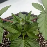 Clementine Slush #5
