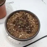 Critical Mass CBD Auto #1