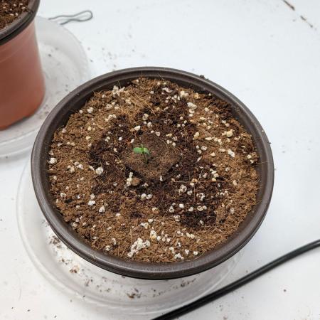Critical Mass CBD Auto #1