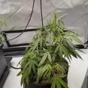 Critical Mass CBD Auto #1