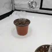 Clementine Slush #3