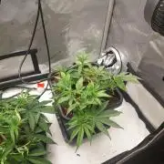 Wedding Gelato - The Bride