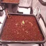 Strawberry Banana Auto