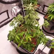 Lemon Cherry Cookies Auto