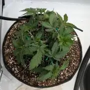 Clementine Slush #5