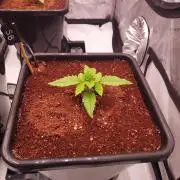 Strawberry Banana Auto