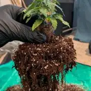 White Widow CBD Auto #1