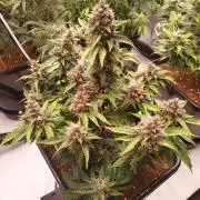 Lemon Cherry Cookies Auto