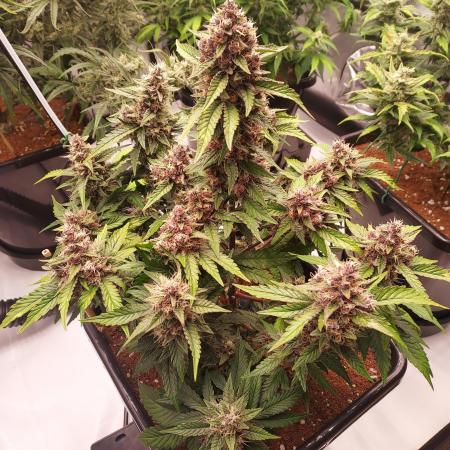 Lemon Cherry Cookies Auto