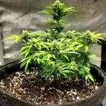 Sherbet Queen 5-Gallon