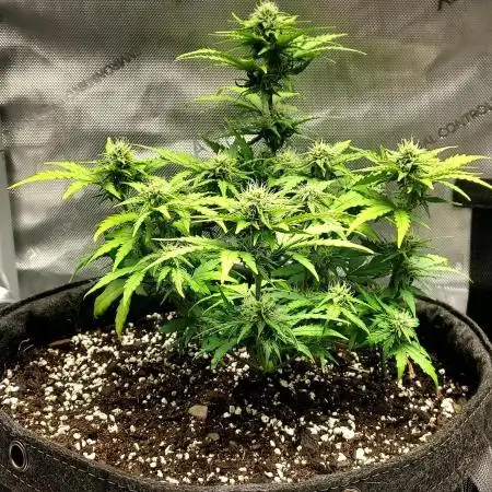 Sherbet Queen 5-Gallon
