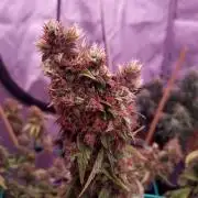Round #2: Critical Mass CBD Auto