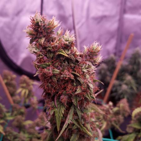 Round #2: Critical Mass CBD Auto