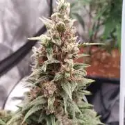 Strawberry Gorilla Auto - 3 Gallon Soil