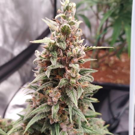 Strawberry Gorilla Auto - 3 Gallon Soil