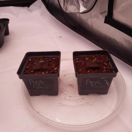 Punch Pie x 2 - Ready for a Knockout!