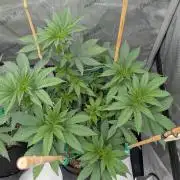 Clementine Slush #2