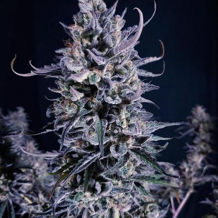 CBG Relief Auto - Pain Relief Hope!