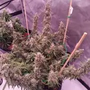 Gelato Auto - I'd Love A Scoop