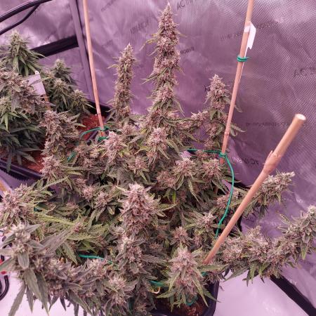 Gelato Auto - I'd Love A Scoop