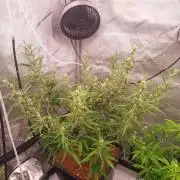 Critical Mass CBD Auto