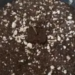 Strawberry Gorilla Auto - 3 Gallon Soil