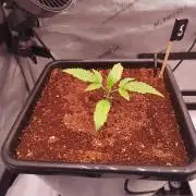 Critical Mass CBD Auto