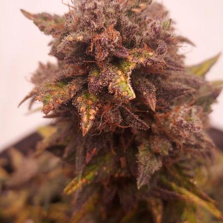 Banana Purple Punch Auto - 5 Gallon