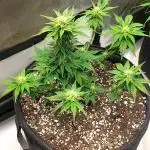 Banana Purple Punch Auto - 5 Gallon