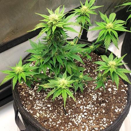 Banana Purple Punch Auto - 5 Gallon