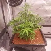 Critical Mass CBD Auto