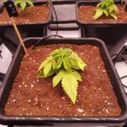 Lemon Cherry Cookies Auto