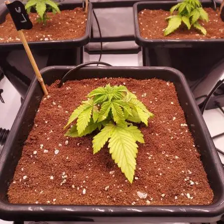 Lemon Cherry Cookies Auto