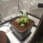 Wedding Gelato - The Bride