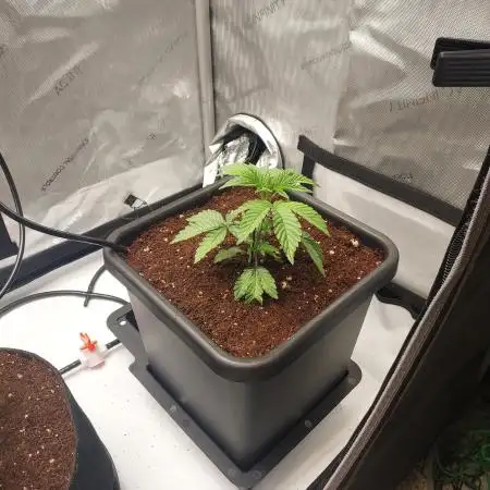 Wedding Gelato - The Bride